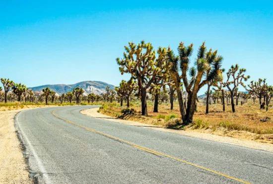 Escape the Desert: Memorable Road Trips from Palm Springs